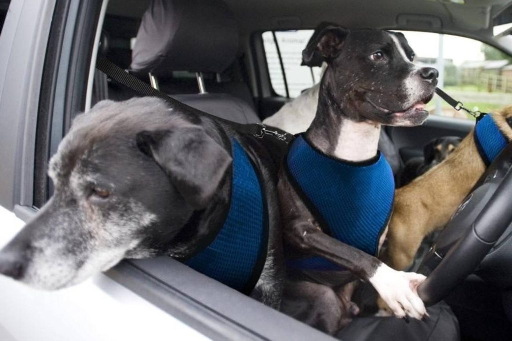 What are the Safest Ways to Transport Your Pets?