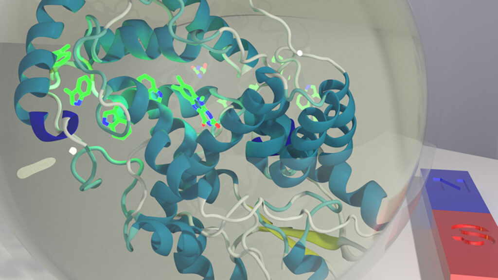 New Discovery sheds light on magnetic detection in birds