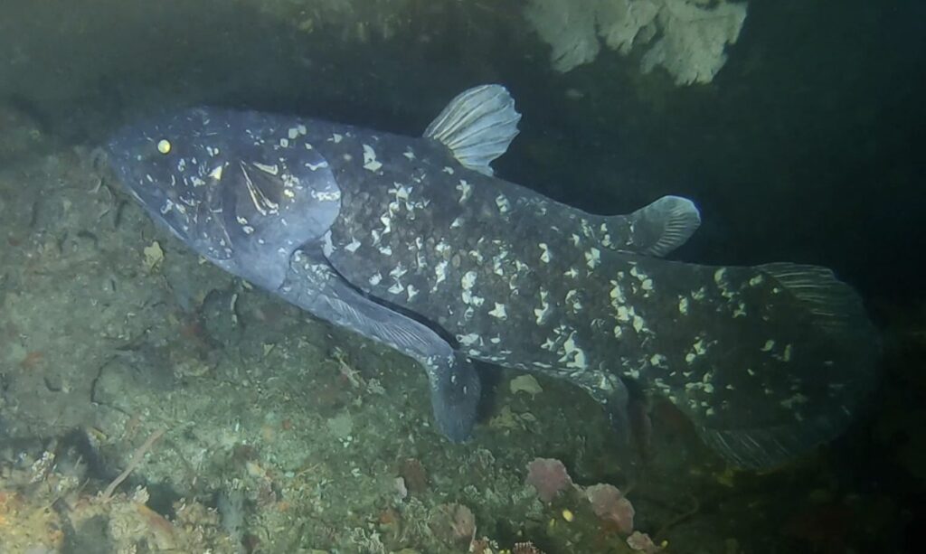 Researchers found that Coelacanth could live for almost a century